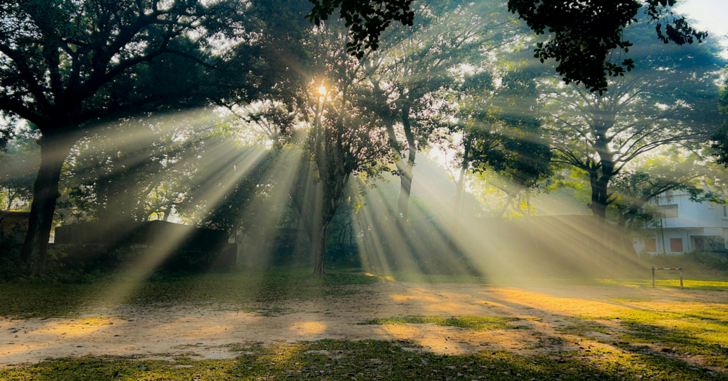 木々の間から差し込む光の風景。恋の不安を占いで晴らすイメージ